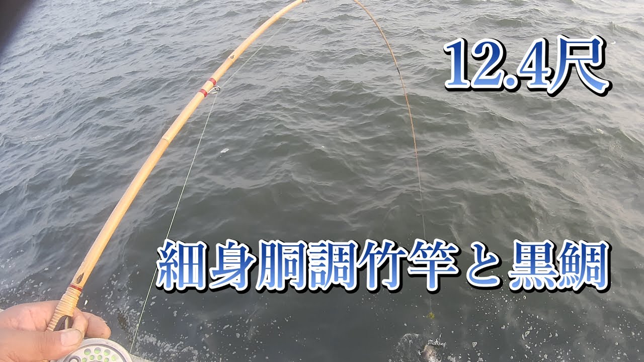 12.4尺　細身胴調子竹竿と黒鯛　ミジ貝による落とし込み