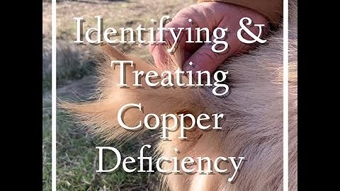 Identifying & Treating Copper Deficiency in Dairy Goats