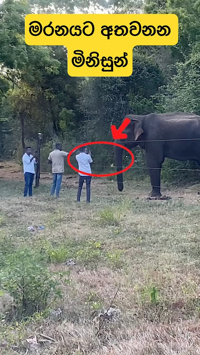 අතලග අනතුරක්”#elephant #wildlife #elephantattack #viralvideo #kerala #indonesia #india #attack #yala