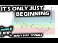 ALL SIGNALS ARE ROARING LONG TERM BULLISH on the Ripple XRP Price Chart