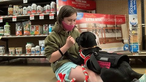 Service Dog In Training’s First Public Access Outing at Pet Supplies Plus!