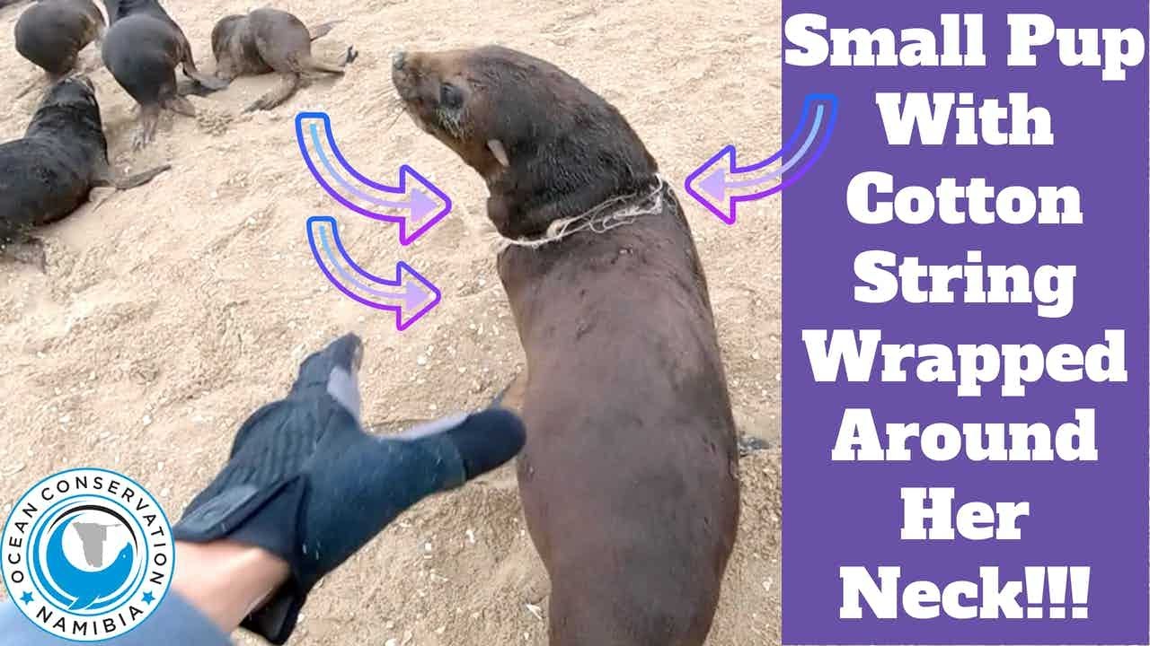 Puppy Using String Small Pup With Cotton String Wrapped Around Her Neck!!! - YouTube