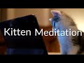 Kitten Meditation Promo