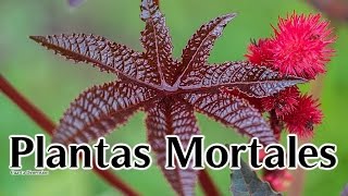 LAS PLANTAS MAS MORTALES PARA LOS HUMANOS | TOP | LAS PLANTAS MAS VENENOSAS DEL MUNDO