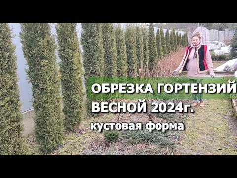 ОБРЕЗКА ГОРТЕНЗИИ ВЕСНОЙ 2024г. | 3 правила обрезки метельчатой гортензии