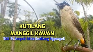 Suara Burung Kutilang Gacor Asli 100% Ampuh Untuk Memanggil Burung Kutilang Liar Auto Mendekat