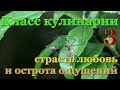 Класс кулинарии. Страстная любовь комара и паука впечатлительным и веганам не смотреть!