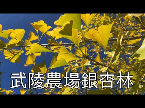 武陵農場銀杏林2022/10/28