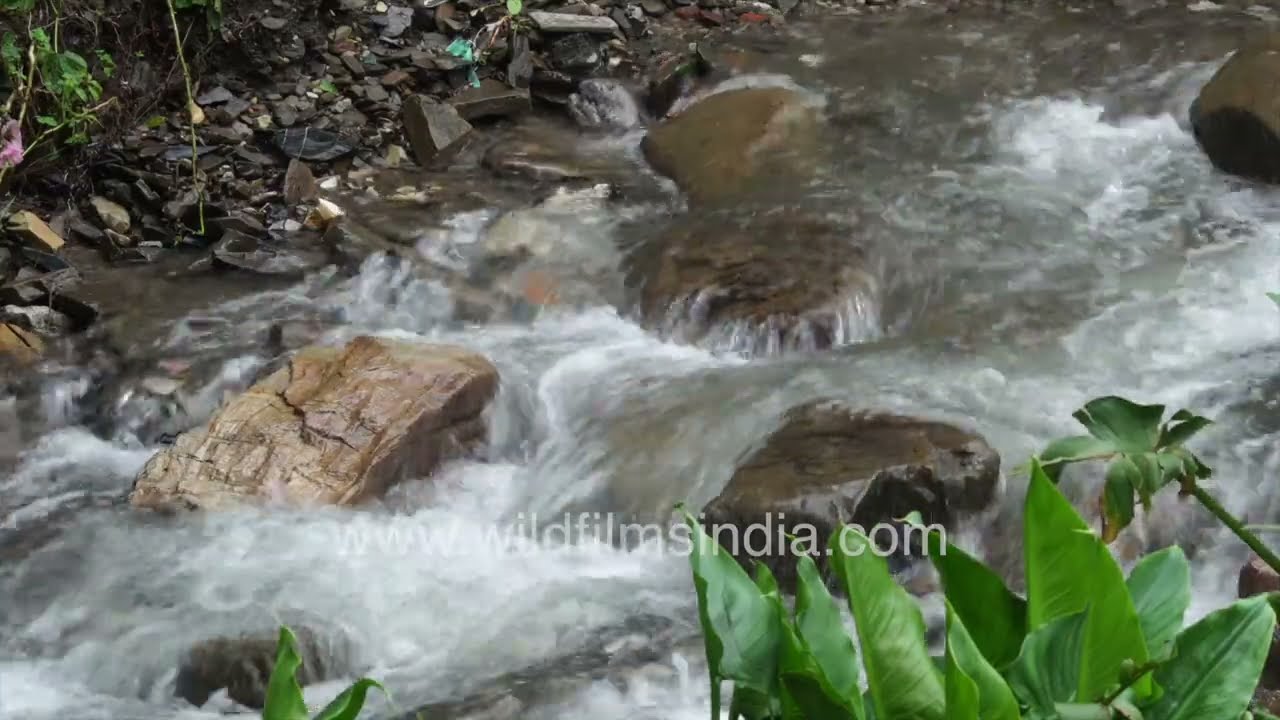 Trout farm and hatchery in the Himalaya Wildfilmsindia's fresh water fish farming in Mussoorie