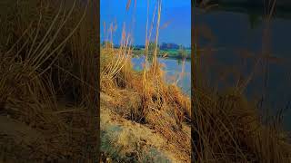 जाति जाति से पंगा होइ#village #goviral #villagelife #crazydeep #ytshorts #shortsfeed  #nature