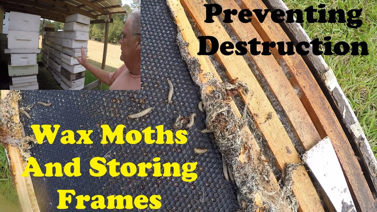 Предотвращение появления восковой моли в рамочных хранилищах