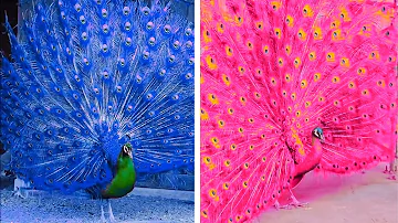 Peacock In The Wind, Beautiful, Colourful, Natural Peacocks Video #74 , Beauty of peacocks #nature
