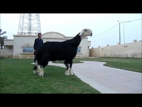 الاغنام النجدية الاصيله لازم تدعمني في القناة ما راح تخسر شي