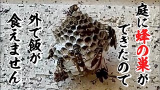 アンジェラ佐藤Angela Satoの食活の配信のサムネイル画像