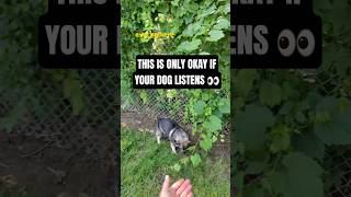 When Is It Okay to Give Your Dog Freedom on Walks?