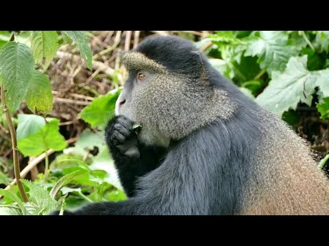 Rwanda Golden Monkeys Rough Playing And Eating Leaves | Old World ...