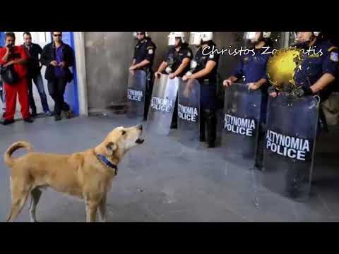 فيديو: كلب الاحتجاج اليوناني ينتقل إلى العالمية