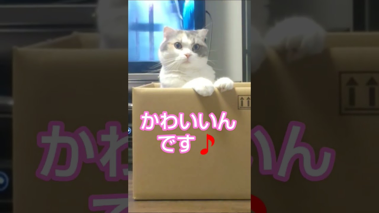 どーも猫です🐱🎵 - YouTube