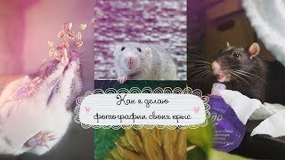 История моих фотографий l Крысы История моих фотографий l Крысы