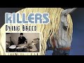 The Killers - Dying Breed | Drum Cover