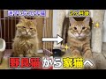 【野良猫から家猫へ】迷子になって鳴いていた子猫を保護した2ヶ月の記録