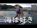 怖がりな犬、サーフィンをする