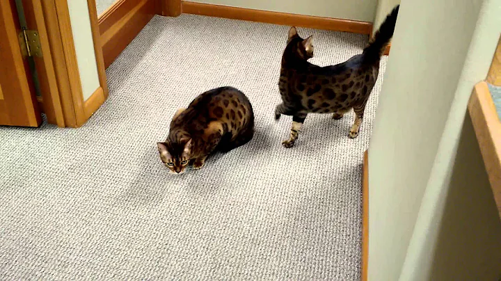 Video 11827721: bengal cat talking, bengal cat exploring