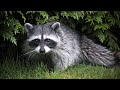 The Raccoon Mini Documentary