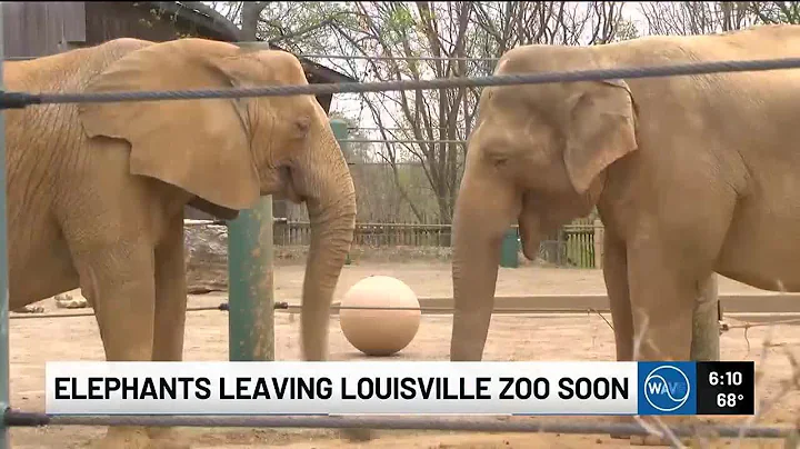 A look at how the Louisville Zoo is preparing to move their elephants to Tennessee