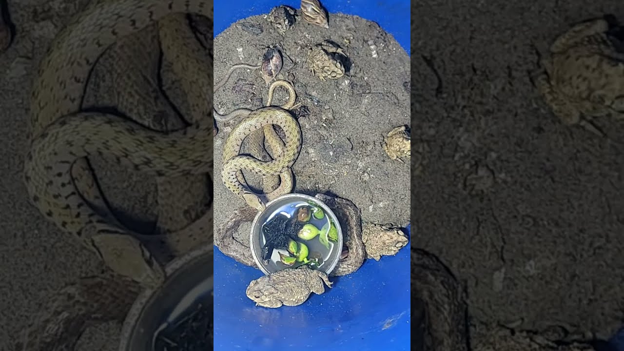 nuôi rắn làm thịt .raising snakes for meat.