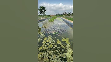 Mô hình nuôi ốc nhồi, ốc bươu đen #hieuthuysan