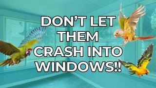 How to Prevent Birds From Hitting Windows | Parrot & Wild Bird Safety Tips