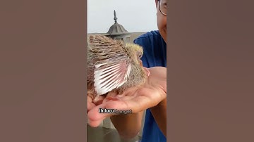 Thumbnail of BAYI MERPATI AKU MENETAS GUYS!