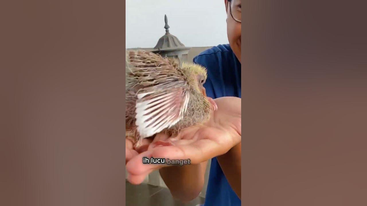 BAYI MERPATI AKU MENETAS GUYS!