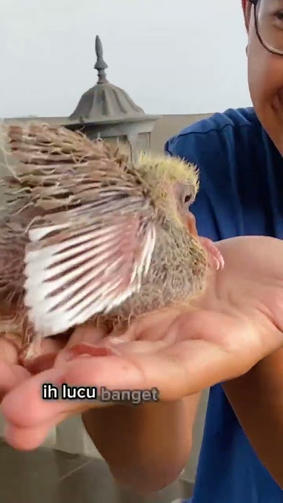 BAYI MERPATI AKU MENETAS GUYS!