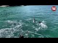 Dolphins put on amazing display and splash people on boat off coast of Wales