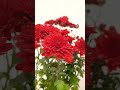 Red Chrysanthemum Flower Red Chrysanthemum Flower