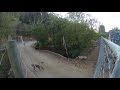 Coyote attacks chicken