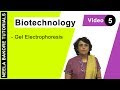 Biotechnology - Gel Electrophoresis