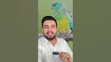 براكيت ريد رام Baroot ببغاوات 
