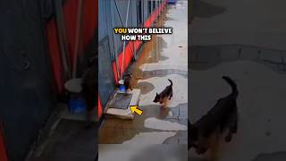 This Is How A Dog Saved His Best Friend 🥹👏 #Shorts