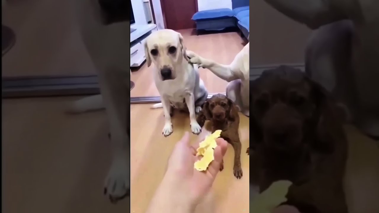 Guilty Dogs Know They Messed Up Dog Animal Shorts