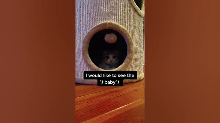 Video 3772701: cutecat catlover catplaying golden, cats catlover cutecat funny, cat playing cutecat, funny cat family, funny cats dogs, enjoy funny cats