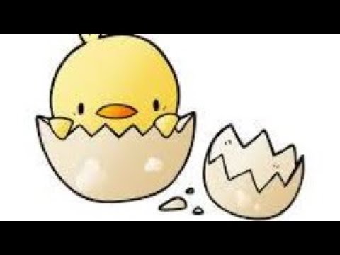 ADK chicks