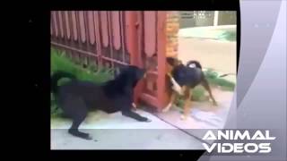 Собаки лают через открытый забор