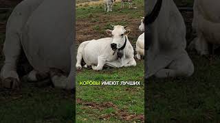 Удивительные факты 3