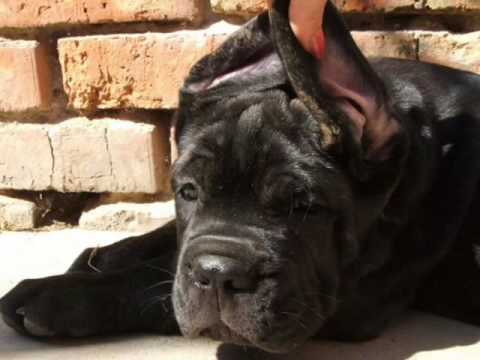Puppies Cane Corso From Golden Moloss Ukraine Youtube