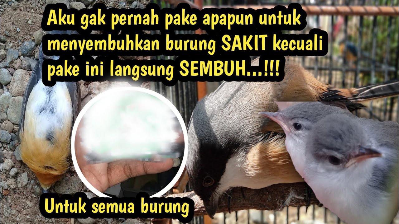 Cara Menyembuhkan Burung Sakit Pernapasan Secara Efektif dan Aman Cara Menyembuhkan Burung Sakit Pernapasan Secara Efektif dan Aman