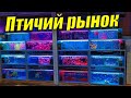 Птичий рынок октябрь 2021