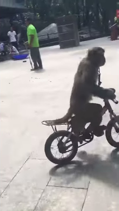 Monyet mabuk